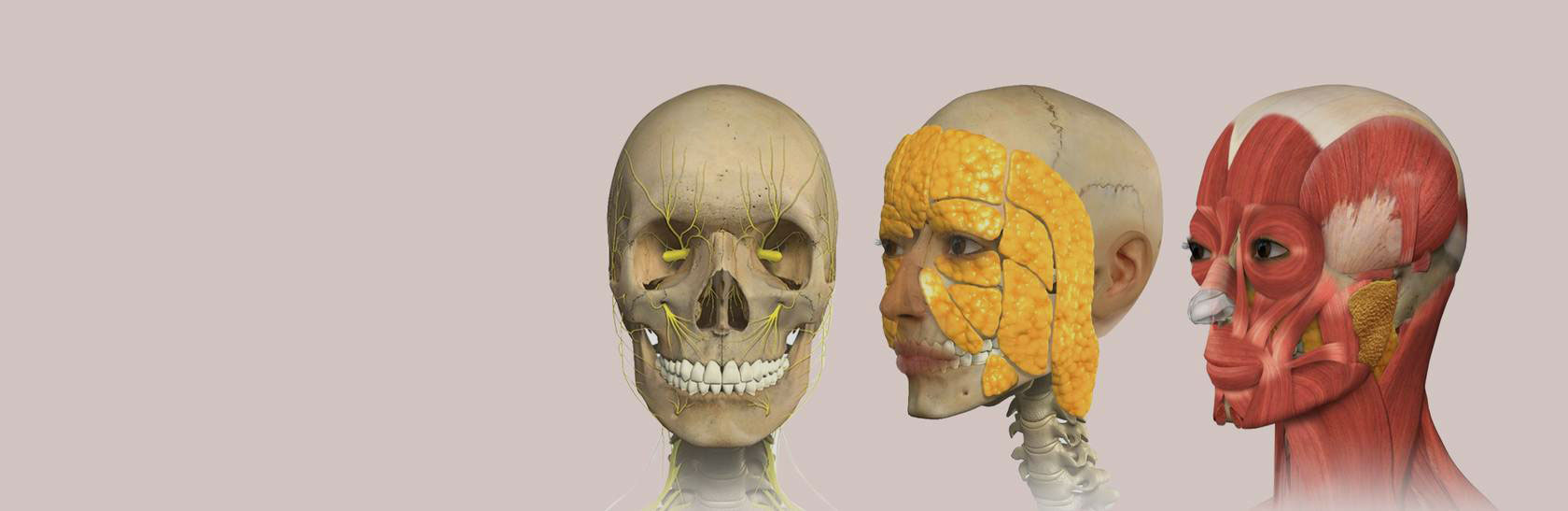 Anatomia